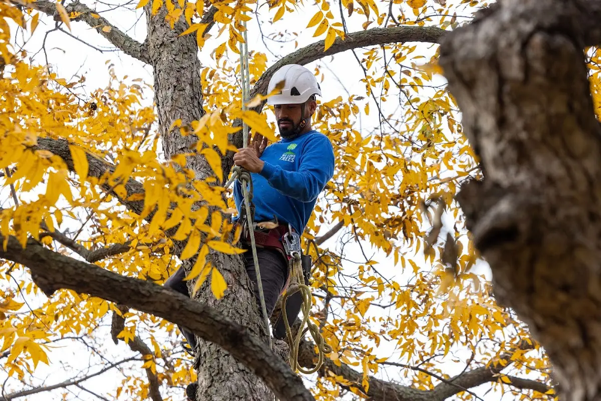 Skilled Tree Planing crew working in Roxboro